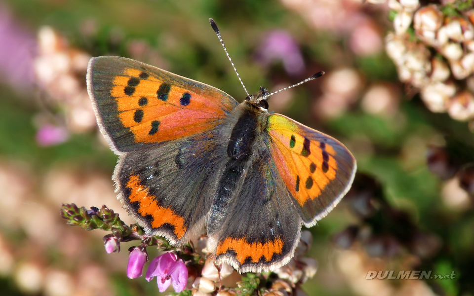 Small Copper (Lycaena phlaeas)